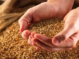 Nekondicinių Grūdų Supirkimas