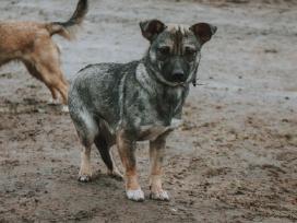 Hitė