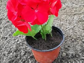 Raudonai žydinčios pelargonijos