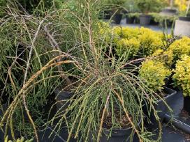 Siūlinės, išskirtinės "Filiformis" tujos
