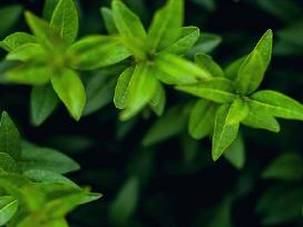 Gyvatvore. Paprastasis Ligustras