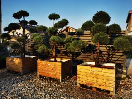 Formuoti Bonsai bonsas juodosios pušies bonsai