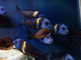 Tropheus Duboisi