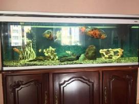 Parduodamas 470 ltr. akvariumas