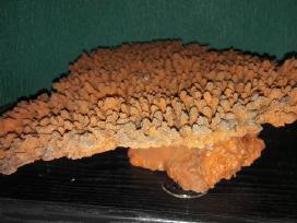 Dirbtinis koralas
