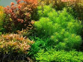 Akvariuminiai augalai