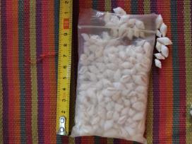 Parduodu kriauklytes dekorui ar dirbiniams-5€