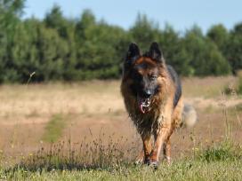 Įlgaplaukis vokiečių aviganis Aiko kviečia paneles