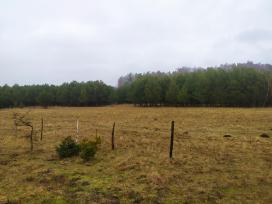 Parduodu mišką,jaunuolyną,išsikirtimui,klaipėdos r