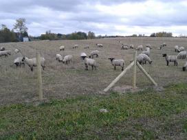Avių aptvėrimui vielos tinklas ,el.piemuo ir . Avių aptvėrimui vielos tinklas ,el.piemuo ir .