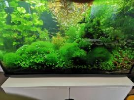Akvariumo augalai - 10ct/vnt.