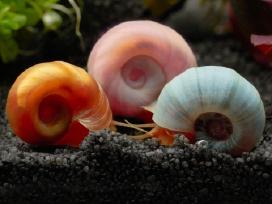 Spalvotos akvariumo sraiges