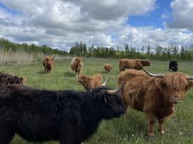 Ekologiniai Hailendų ir Angusų buliukai