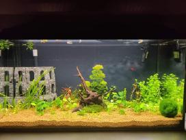 Akvariumas 112l fuval 207
