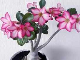 Gėlės. Dykumų rožės, adenium, žydintys bonsai.