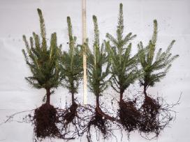 Eglučių, pušų, spygliuočių, lapuočių sodinukai