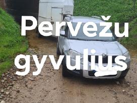 Perku karves bulius