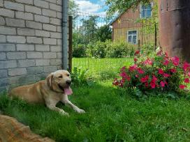 Labradoras pasimatymams