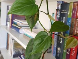 Philodendron Scandens karpiniai