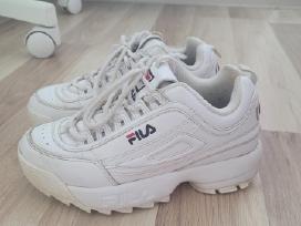 Fila kedukai