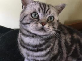 Zaliaakis Silver tabby su dok kergimui