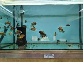 Tropheus Bemba Red Mutation