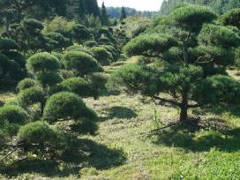 Pušys, tujos, maumedžiai, skroblai sodo bonsai