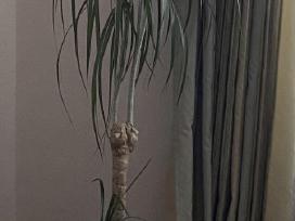 Parduodama dracena