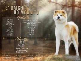 Akita Inu patinas kergimui.