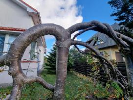 Parduodu formuotą šermukšnį
