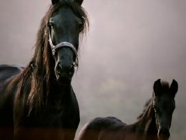 Fryzu zirgai - friesian horses for sale