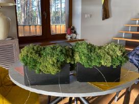 Stabilizuotos samanos stačiakampiuose vazonuose