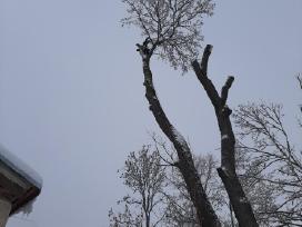Aukštalipiai,medžių pjovimas,kelmų naikinimas.