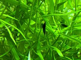 Neocaridina Blue dream mėlynos krevetės