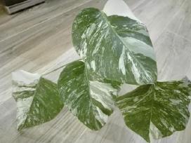 Monstera variegata