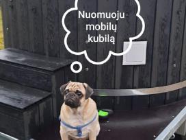 Kubilo nuoma! Kaunas, Kauno raj.