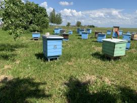 Parduodu! Bites - Aviliai - Tel: