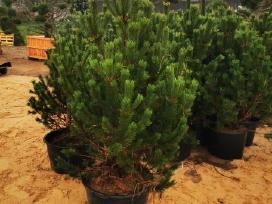 Kalninės pušis kalnapušes pušies bonsai Vilniuje
