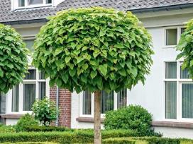 Katalpa paprastoji Catalpa bignonioides Nana