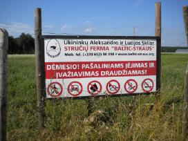 Afrikos stručiai , ju kiaušiniai ,taukai,plunksnos