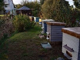 Bitės ir savos gamybos bičių aviliai
