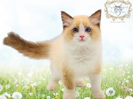 (Ragdoll /Skudurinukės)