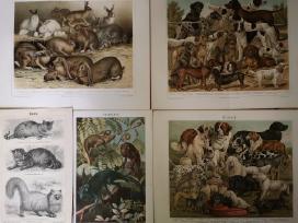 Litografijos senos 1894-1905