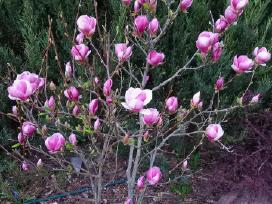 Magnolijos