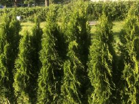 Tuju ispardavimas Smaragd 1.5-2m, krumai geles