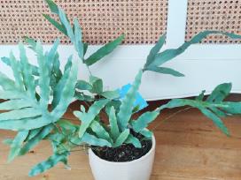 Kambarinė gėlė "Blue Fern".