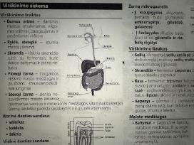 Konspektai biologijos egzaminui