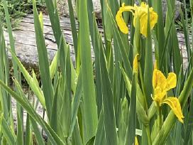 Iris vilkdalgis geltonas