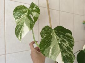 Monstera alba
