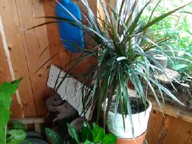 Dracena
